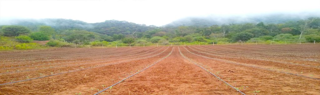 Sistemas de Riego Tecnificado
